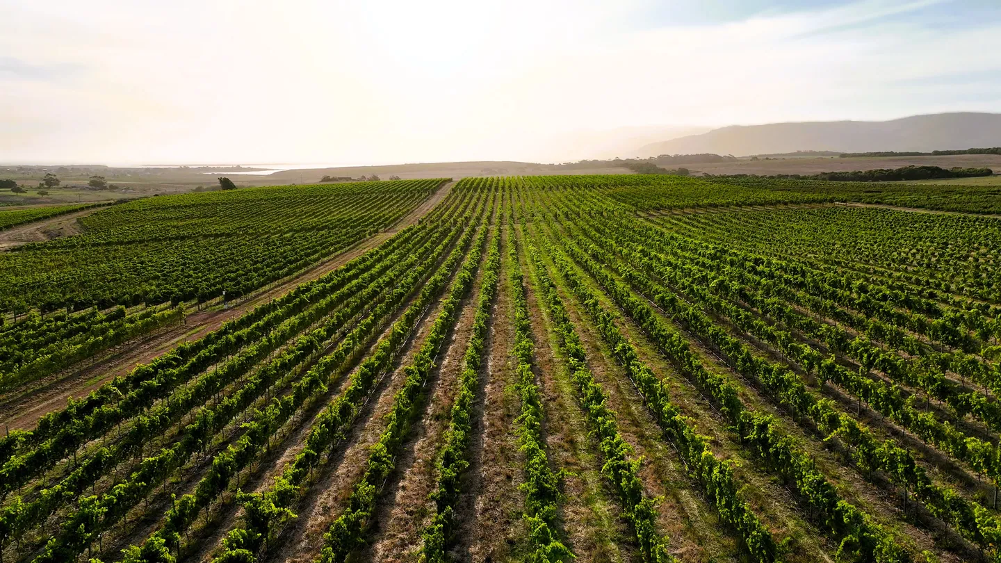 Sunlit vineyard rows stretching across green farmland