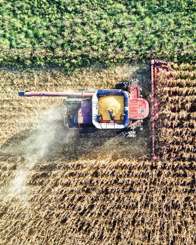 Harvester collecting corn in a large farm field