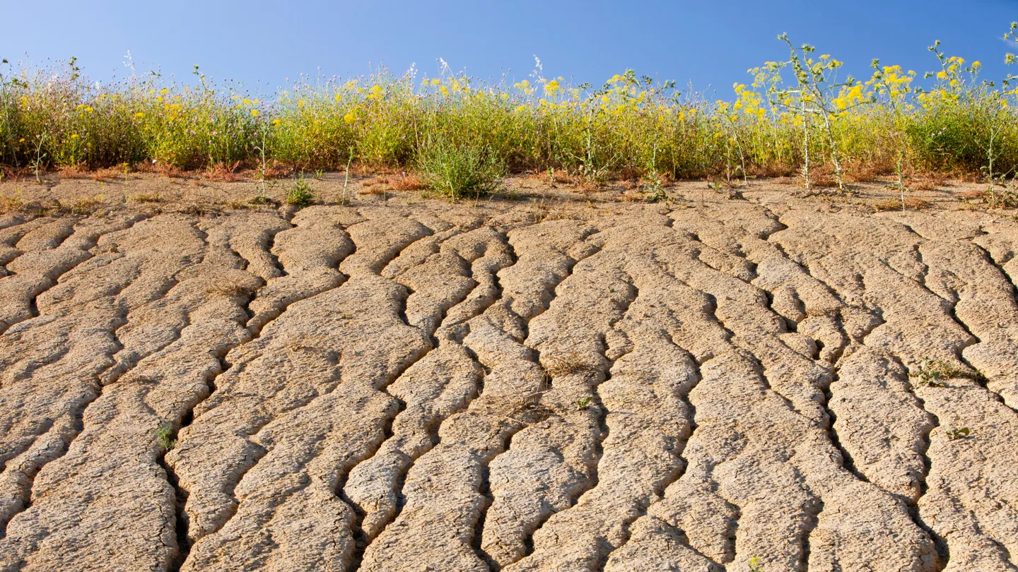 Cracked dry soil with wildflowers and blue sky