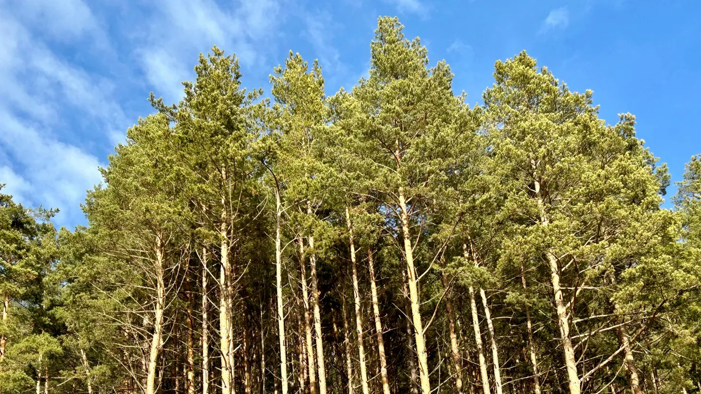 Tall pine trees under blue sky